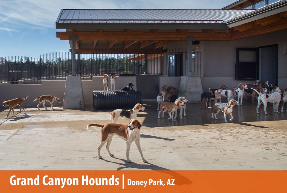 grand canyon hounds in doney park arizona